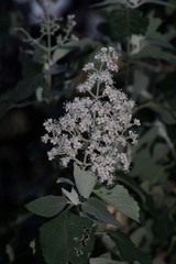 Buddleja dysophylla