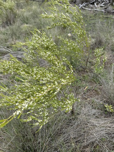 Thryptomene parviflora observed 2024-11-21