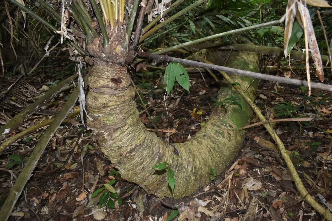 Zamia poeppigiana