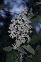 Buddleja dysophylla