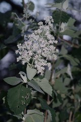 Buddleja dysophylla
