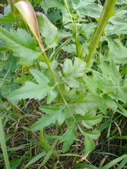 Pastinaca sativa