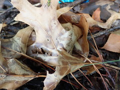 Xylella fastidiosa
