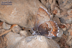 Callophrys mossii