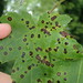 Bullseye Leaf Spot - Photo (c) Sequoia Janirella Wrens, some rights reserved (CC BY-NC), uploaded by Sequoia Janirella Wrens