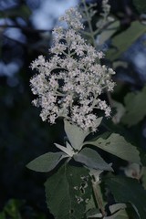 Buddleja dysophylla