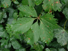 Phyllosticta parthenocissi