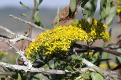 Senecio brachypodus