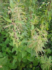 Urtica dioica