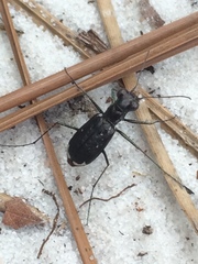 Cicindela abdominalis