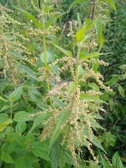 Urtica dioica
