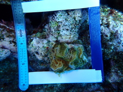 Agaricia humilis