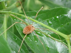 Leiobunum flavum