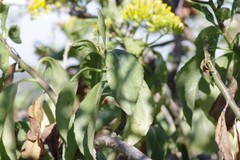 Senecio brachypodus