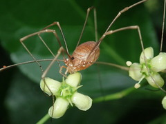 Leiobunum flavum