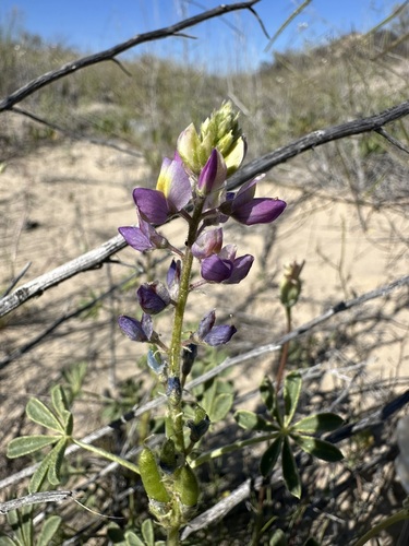 Lupinus arizonicus ssp. sonorensis