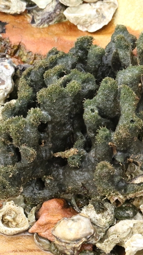 Haliclona cymaeformis