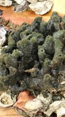 Haliclona cymaeformis