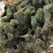 Haliclona cymaeformis