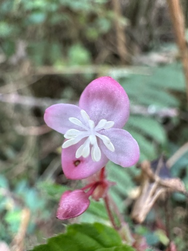 Image of Begonia urticae by (c) Nicolás Baresch Uribe, some rights reserved (CC BY)