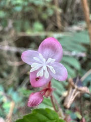Nicolás Baresch Uribe, CC BY, iNaturalist via GBIF Begonia urticae, photograph Nicolás Baresch Uribe, CC BY, iNaturalist via GBIF