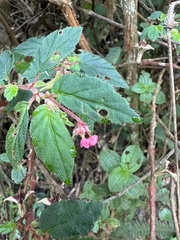 Nicolás Baresch Uribe, CC BY, iNaturalist via GBIF Begonia urticae, photograph Nicolás Baresch Uribe, CC BY, iNaturalist via GBIF