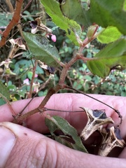 Nicolás Baresch Uribe, CC BY, iNaturalist via GBIF Begonia urticae, photograph Nicolás Baresch Uribe, CC BY, iNaturalist via GBIF