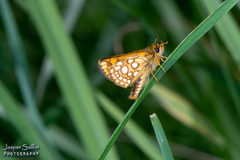 Carterocephalus skada