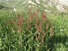 Rumex arifolius