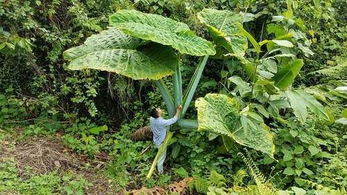 Xanthosoma robustum