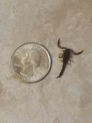 Pseudouroctonus reddelli