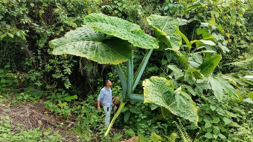Xanthosoma robustum