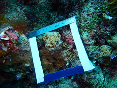 Agaricia humilis