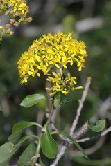 Senecio brachypodus