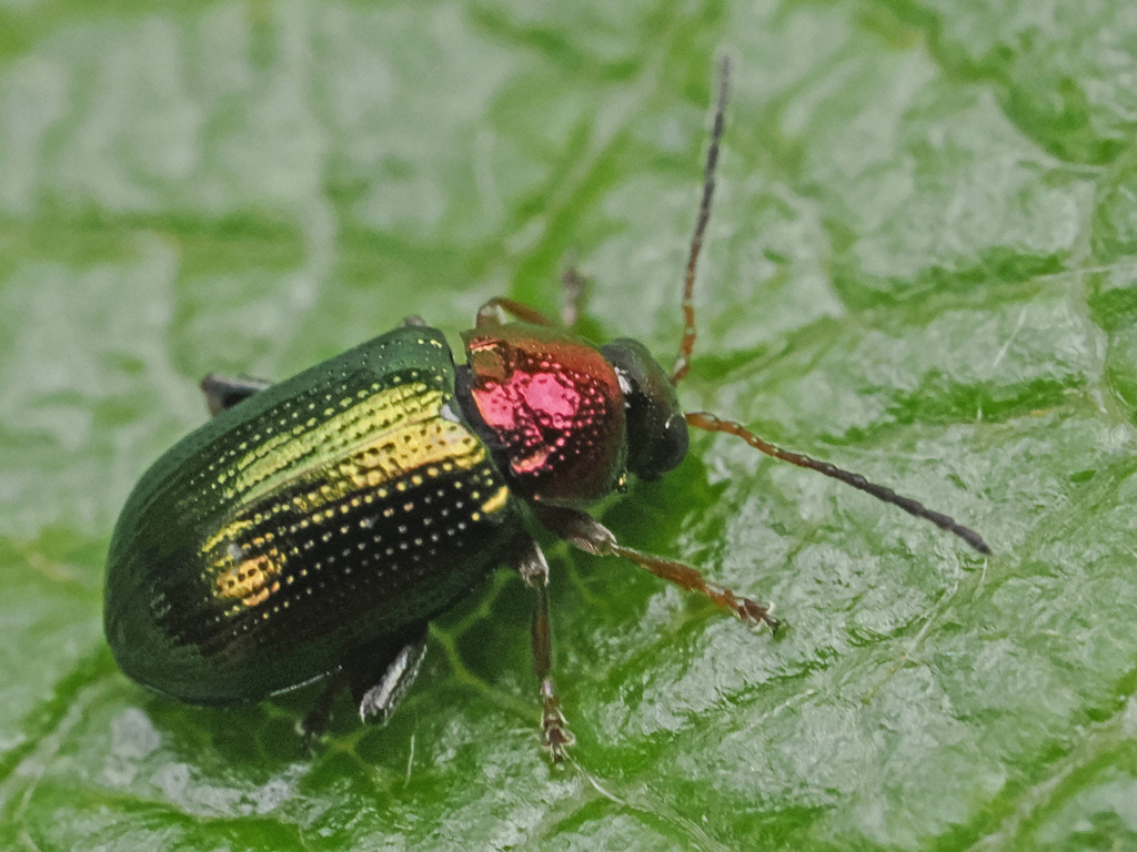 Willow Flea-beetle