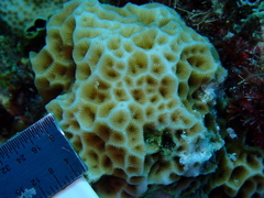 Agaricia humilis