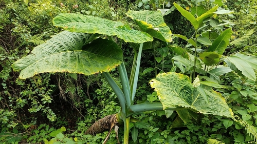 Xanthosoma robustum