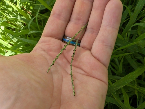 Image of Urochloa glumaris by (c) Damien Wallace, some rights reserved (CC BY)