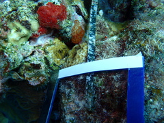 Agaricia humilis