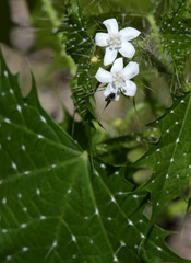 Cnidoscolus maculatus