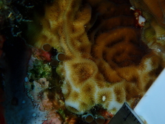 Agaricia humilis
