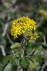 Senecio brachypodus