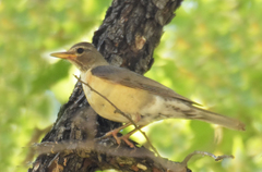 Turdus migratorius confinis