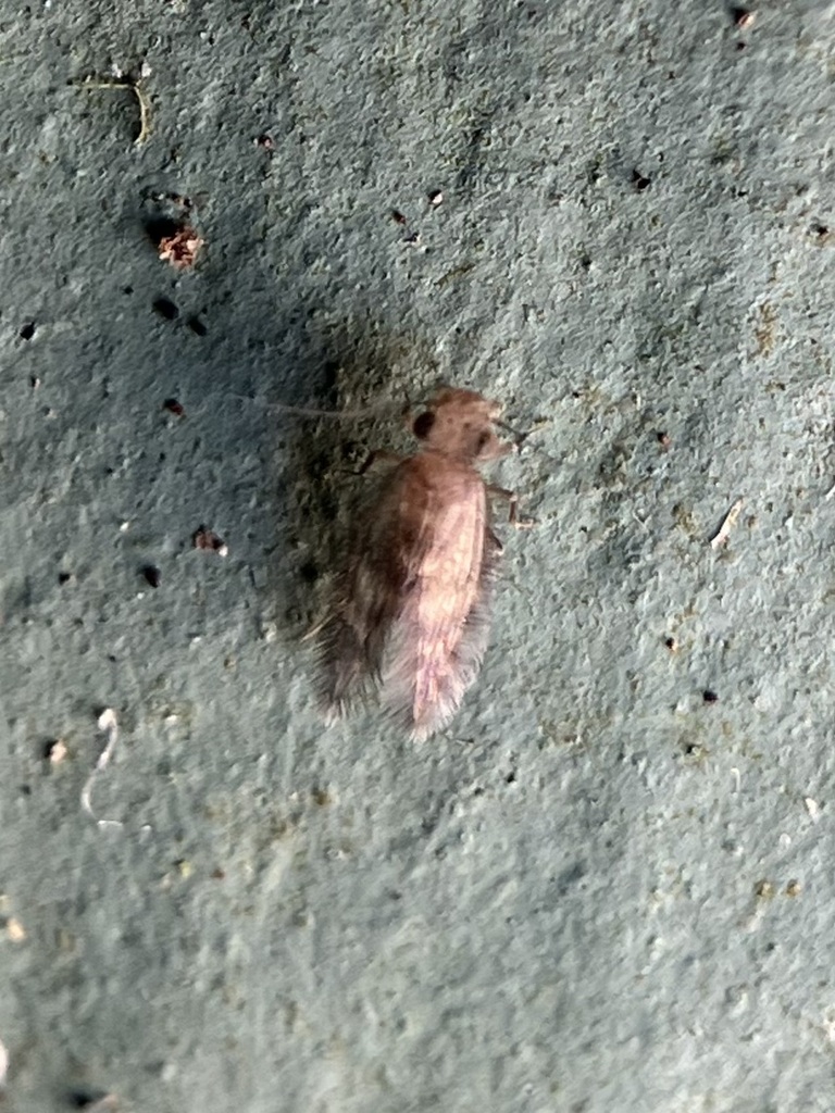 Thylacella cubana