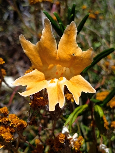 Chaparral bush monkeyflower (Diplacus linearis)