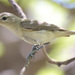 Baja Warbling Vireo - Photo (c) Steven Mlodinow, some rights reserved (CC BY-NC), uploaded by Steven Mlodinow