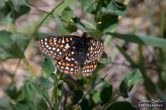 Euphydryas editha taylori