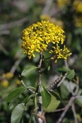 Senecio brachypodus