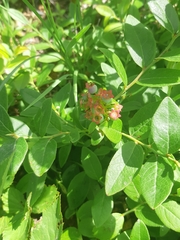 Vaccinium angustifolium image