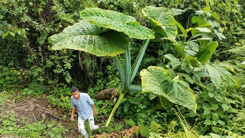 Xanthosoma robustum